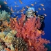 coral_soft_bro_l_ni_v_0425_egy1773.jpg
